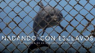 Nadando con Esclavos